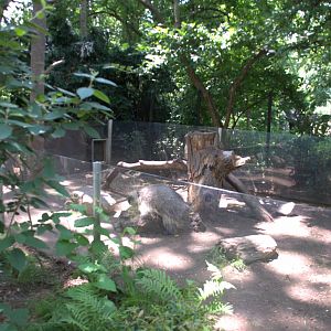 North American Porcupine Enclosure