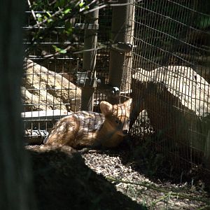 Baby Southern Pudu
