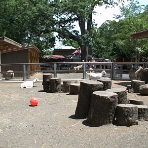 Sheep enclosure