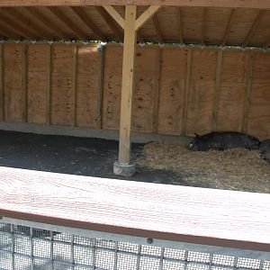 Pig enclosure