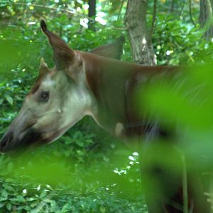 Okapi