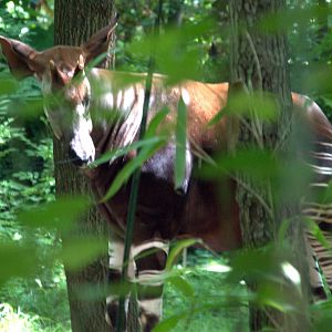 Okapi