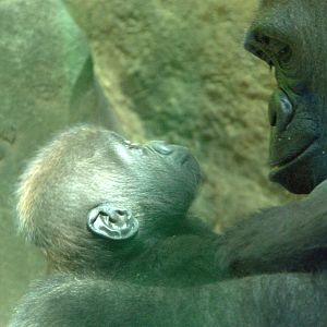 Western Lowland Gorillas