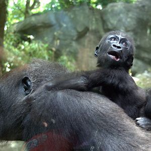 Western Lowland Gorilla