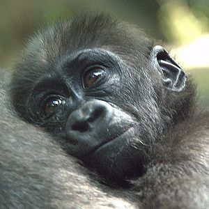 Baby Western Lowland Gorilla