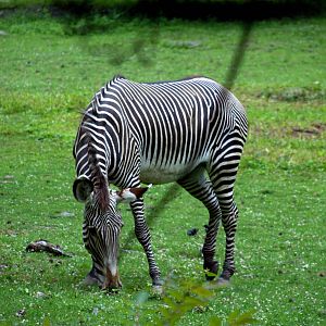 Grevys Zebra