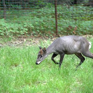 Tufted Deer
