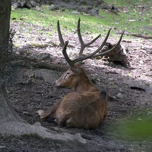 Pere David Deer