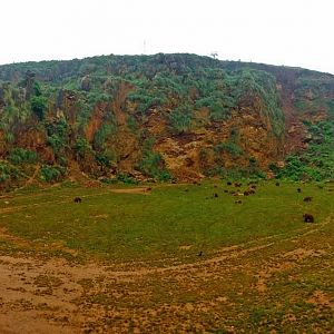 Brown Bear enclosure (June 2015)