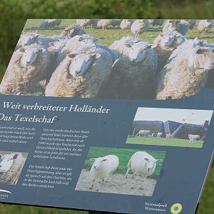 Information sign sheep