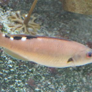 Cuckoo wrasse - female
