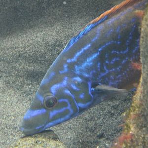 Cuckoo wrasse - male