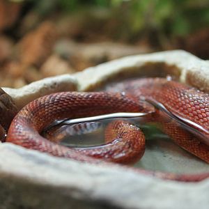 Two-headed Cornsnake