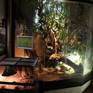 Enclosures Star tortoises