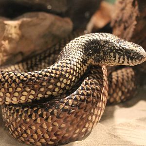 Eastern kingsnake