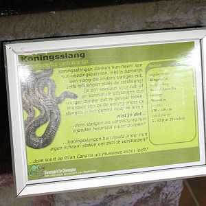 Sign Eastern kingsnake