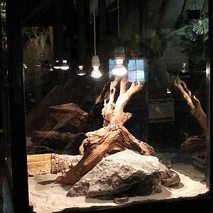 Enclosure Eastern kingsnake