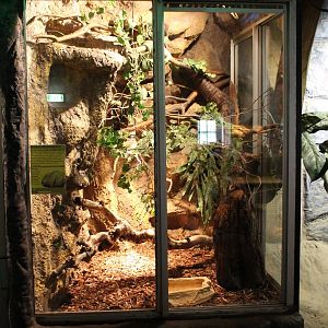 Enclosure Aru tree python