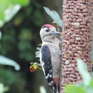 Lesser or Great Spotted Woodpecker?