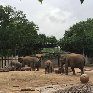 Asian Elephant Exhibit