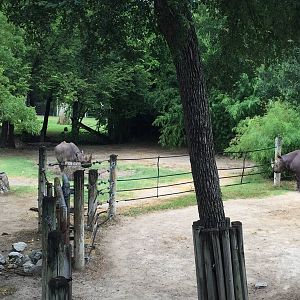 Black Rhinoceros Exhibit