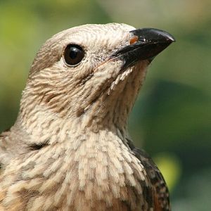 Fawn-breasted Bowerbird