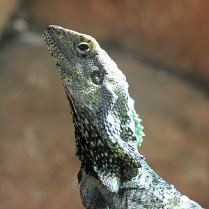 Frill-necked lizard