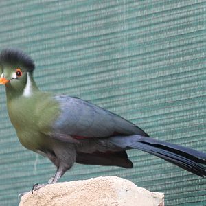 White-cheeked turaco