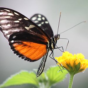 Heliconius butterfly