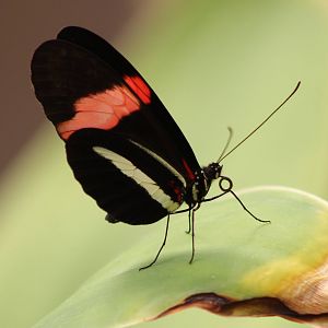 Heliconus butterfly