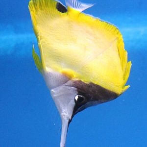 Forcipiger longirostris