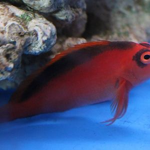 Flame hawkfish
