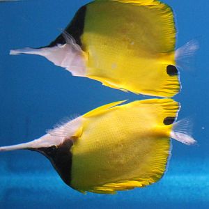 Long-nosed butterfly fish