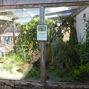 Aviary for bearded reedlings
