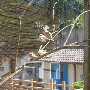 Aviary for bearded reedlings