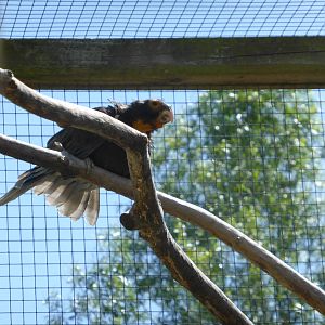 Greater vasa parrot female