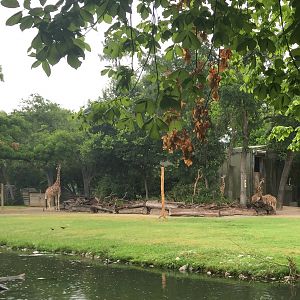 Giraffe Exhibit