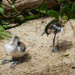 Juvenile avocets
