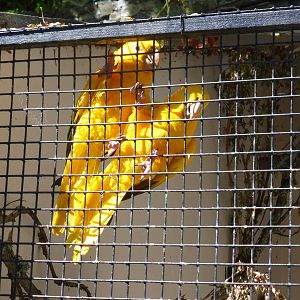 Golden conures