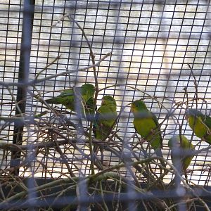 Mountain parakeets  Bolborynchus aurifrons