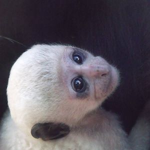 Eastern Black and white Colobus Infant