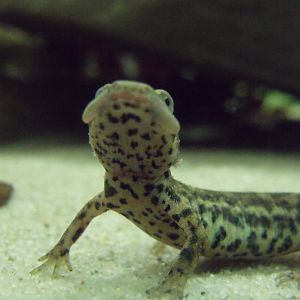 Sardinian brook salamander