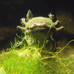 Axolotl