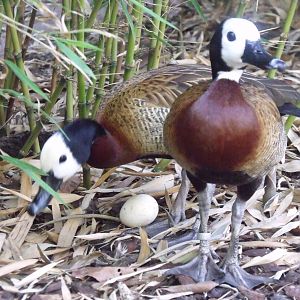White faced whistling ducks with egg !