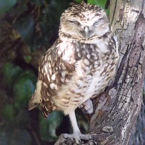 Burrowing owl