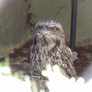 Tawny Frogmouth