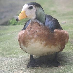 African pygmy goose