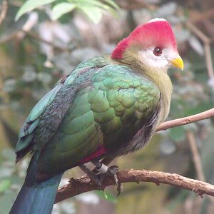 Red crested Turaco