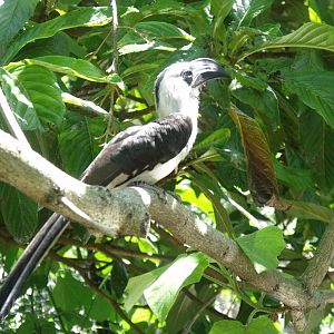 Von deckens hornbill