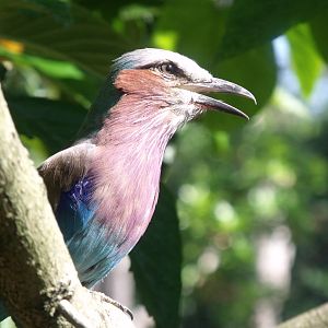 Lilac breasted roller